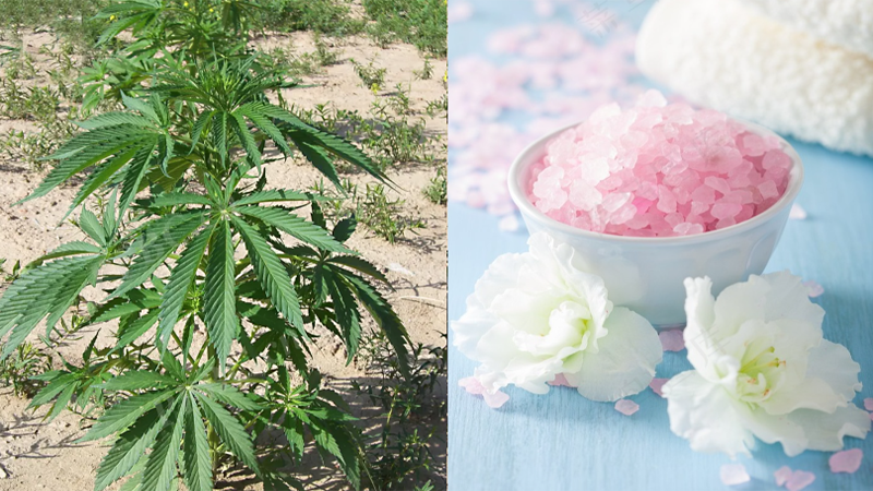 关于物质成瘾的知识（二）