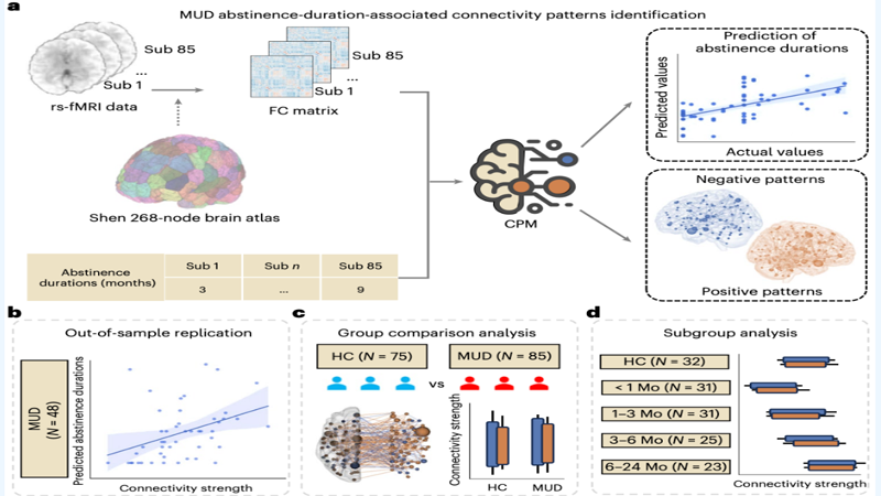 【科研前沿】上海精卫成瘾医学团队揭示甲基苯丙胺成瘾戒断时间的大脑网络标志物：动态功能连接变化映射康复轨迹